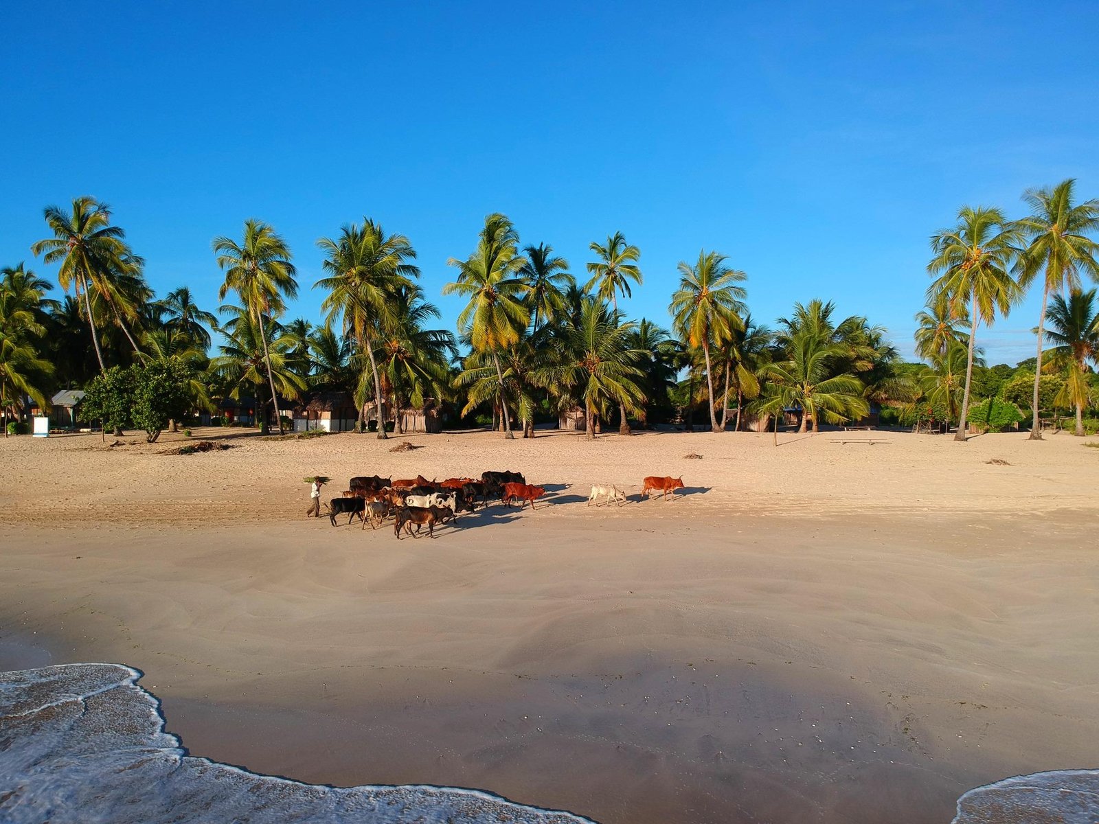 Passage d'un troupeau de zébus sur la plage de Nosy Mitsio, perle de Madagascar