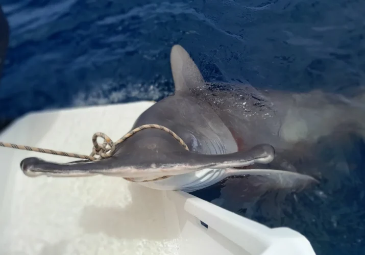 Superbe requin marteau capturé à la bonite vivante puis relâché, Nosy Mitsio Madagascar